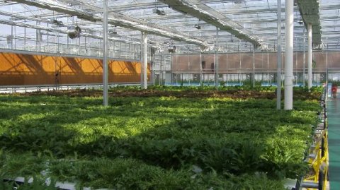 冬季大棚怎樣通風(fēng),哪種玻璃鋼風(fēng)機(jī)比較好