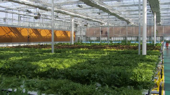 冬季大棚怎樣通風(fēng) 冬季大棚怎樣通風(fēng)